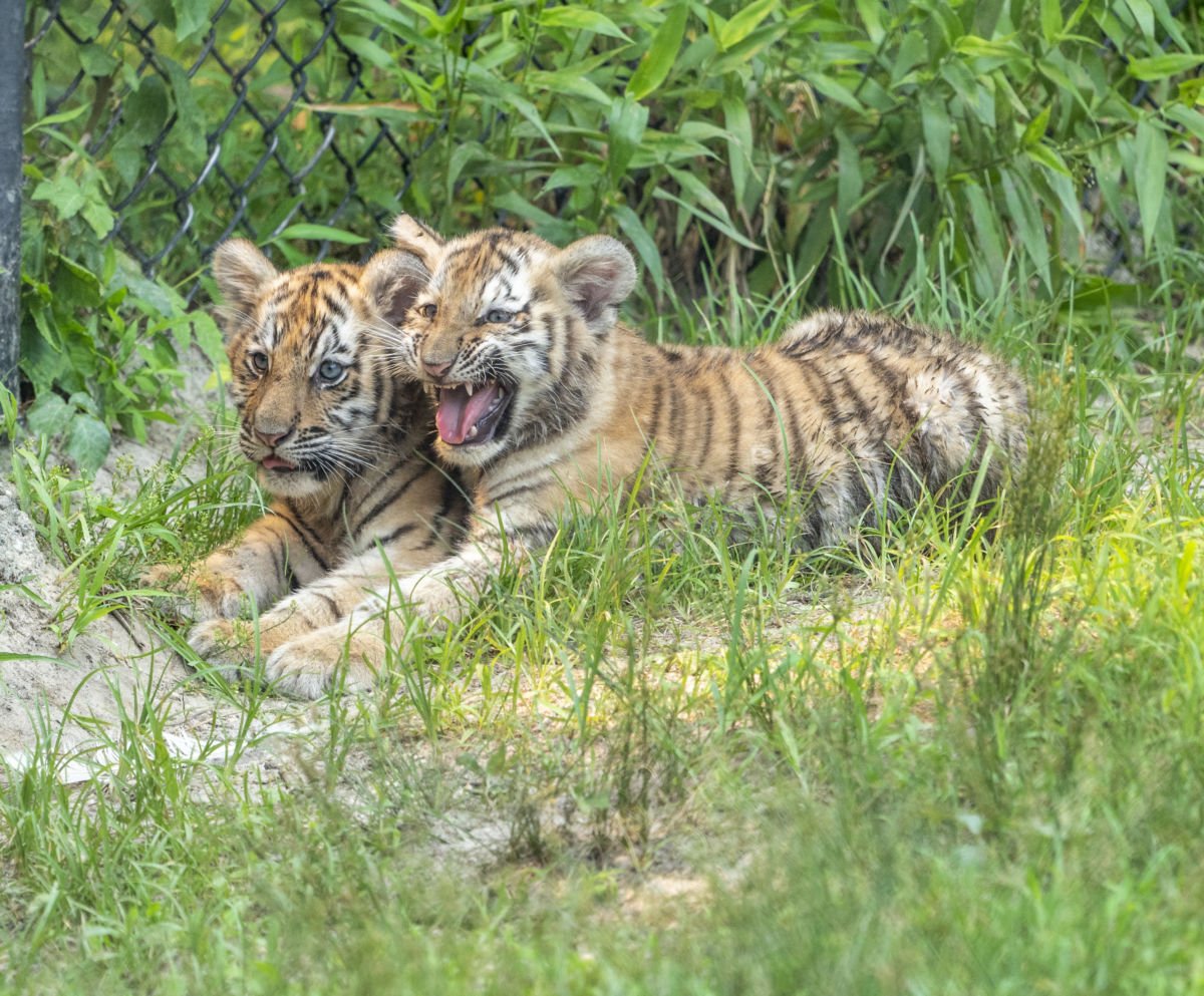 Ten-week-old Heather and Julie, two Siberian Tiger Cubs at Six Flags Great Adventure