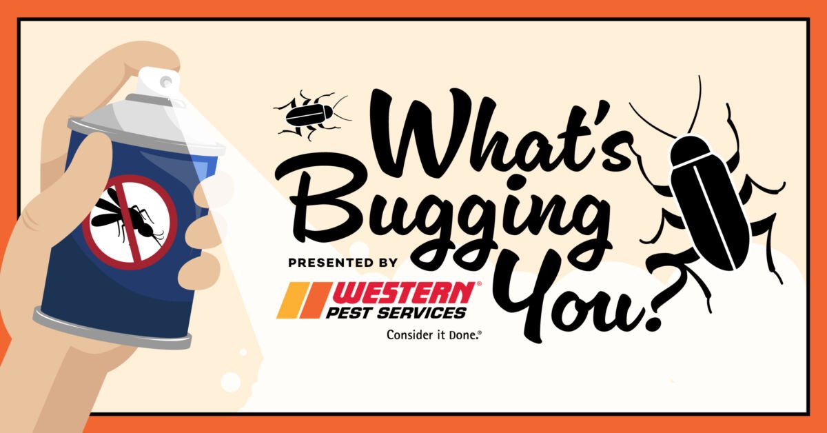 WesternPestServices-2025-WhatsBuggingYou-1200x628-FINAL2